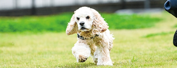 地域とつながる実践的動物ケア